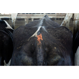 PAINTSTIK Livestock Marker
